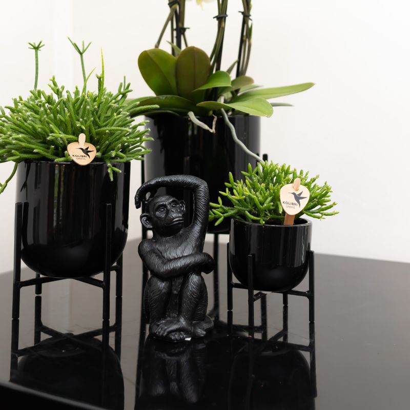 Zwart zittend aap beeldje met arm omhoog – polystone decoratie