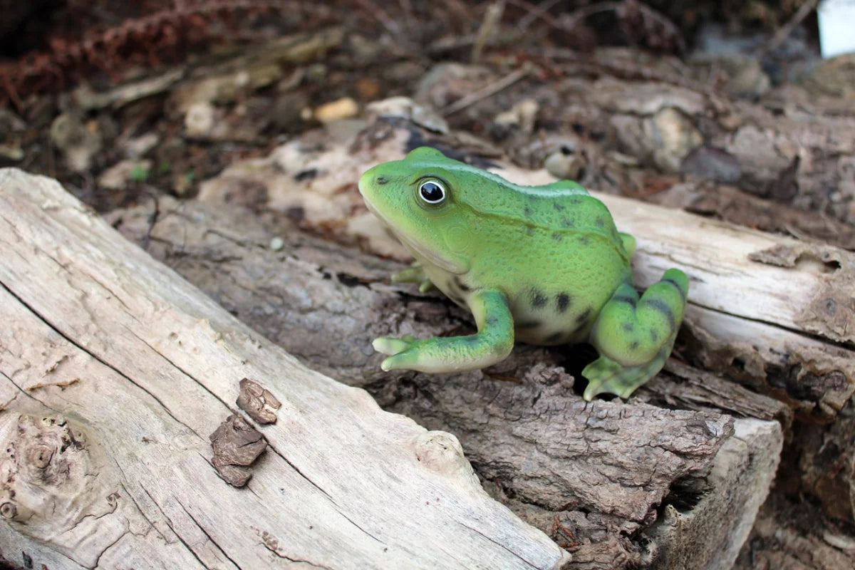 Lebensechte Froschstatue Grün – Für Drinnen & Draußen