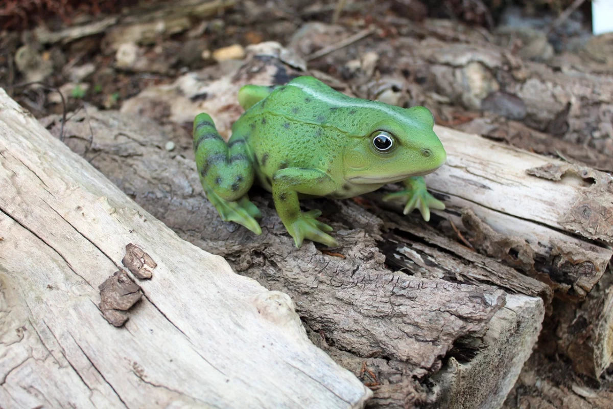 Lebensechte Froschstatue Grün – Für Drinnen & Draußen