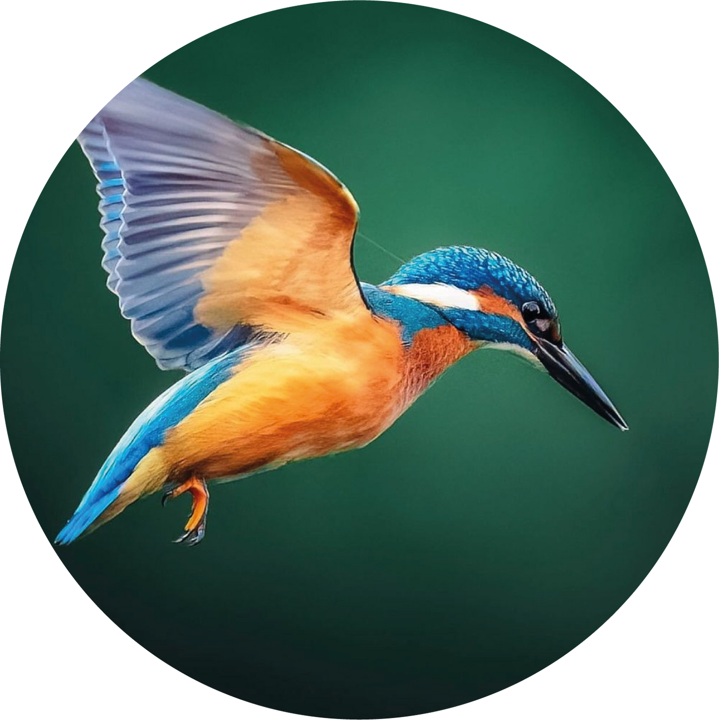 Ronde wandcirkel 25 cm met ijsvogel in vlucht – natuurdecoratie van Forex
