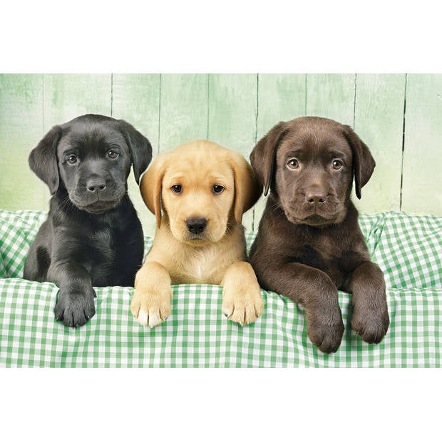 Puzzel Labrador Puppies – Clementoni 1000 Stukjes