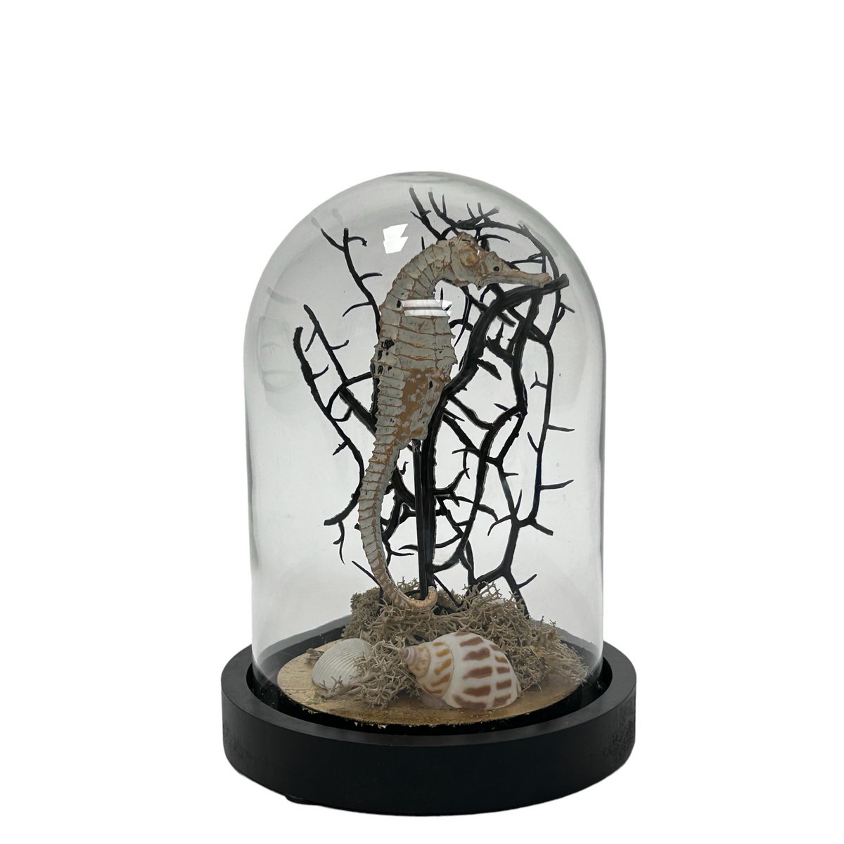 Decoratieve glazen stolp met zeepaard, schelpen en houten voet – van QMF