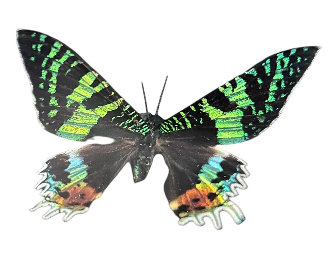 Urania Ripheus Schmetterling auf der Schwarzen Liste – Madagascar Exotica