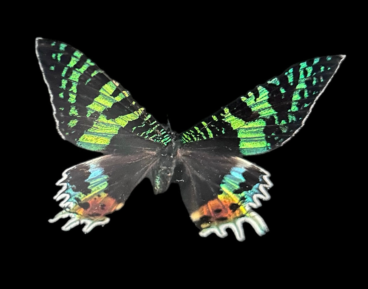 Urania Ripheus Schmetterling auf der Schwarzen Liste – Madagascar Exotica