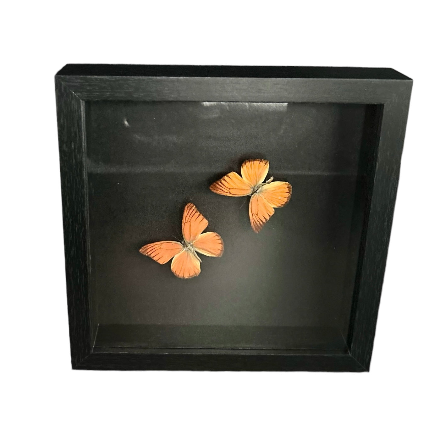 Montierter Appias Nero Schmetterling im schwarzen Rahmen – Exotic Naturalia