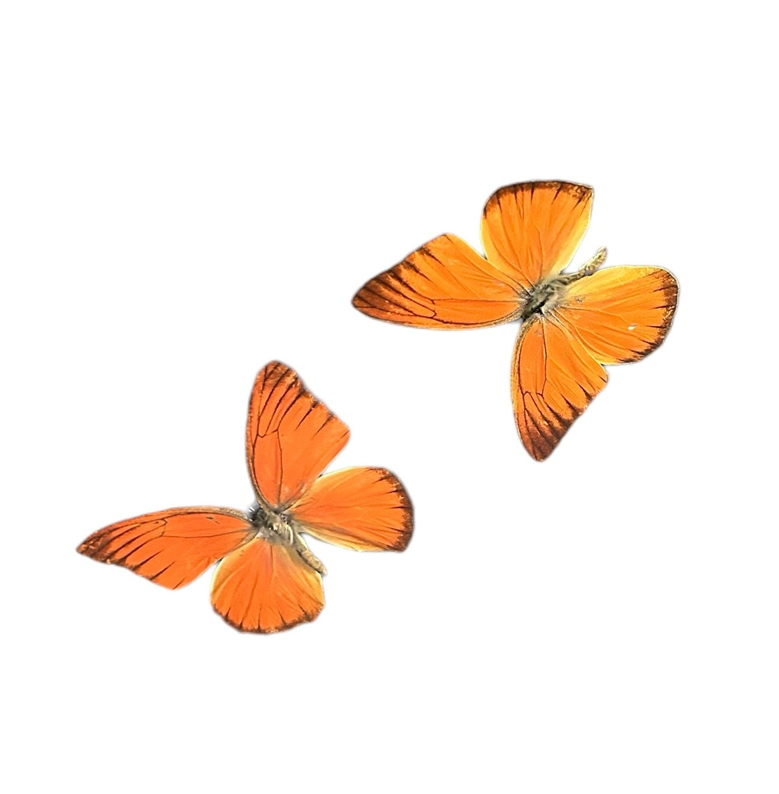 Montierter Appias Nero Schmetterling im schwarzen Rahmen – Exotic Naturalia