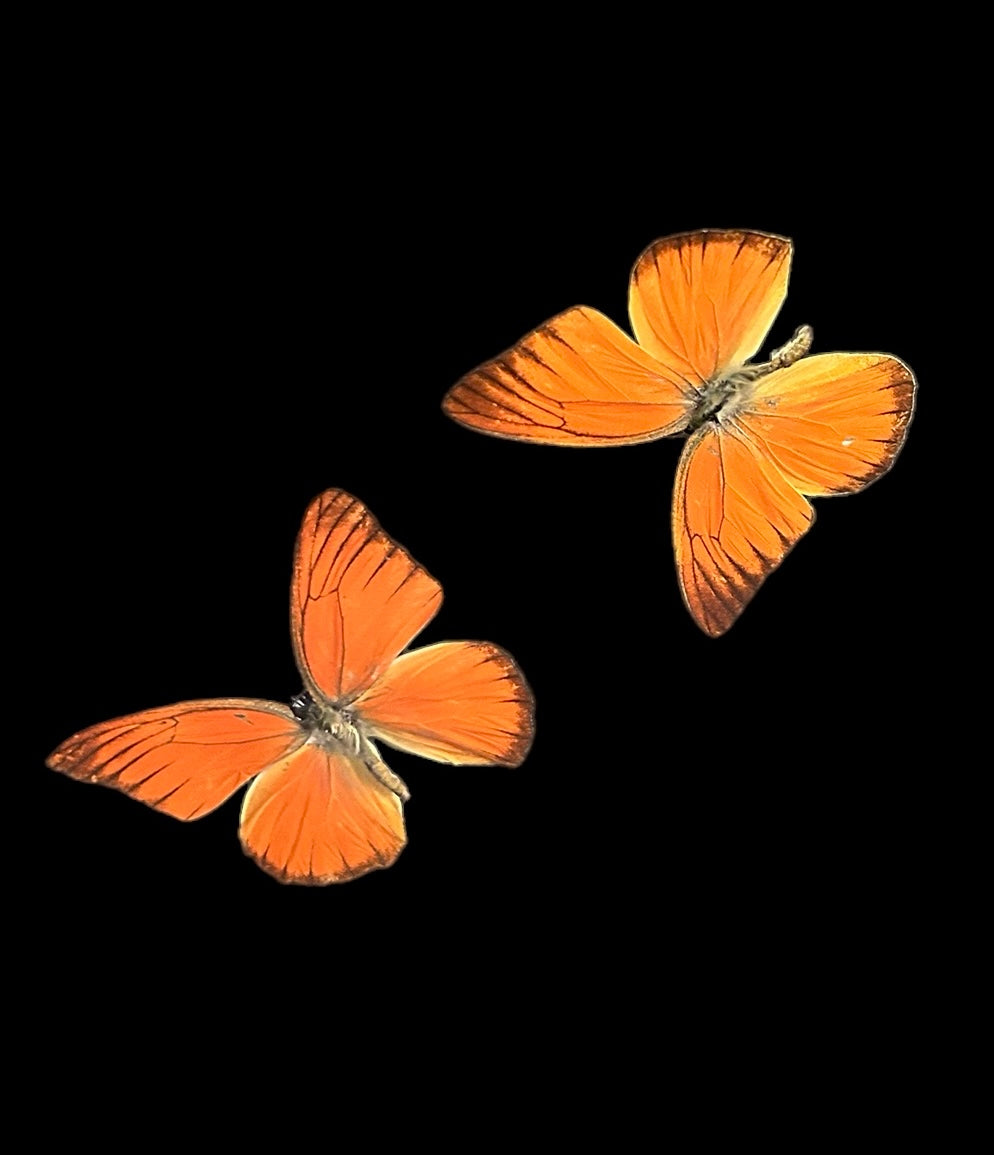 Montierter Appias Nero Schmetterling im schwarzen Rahmen – Exotic Naturalia