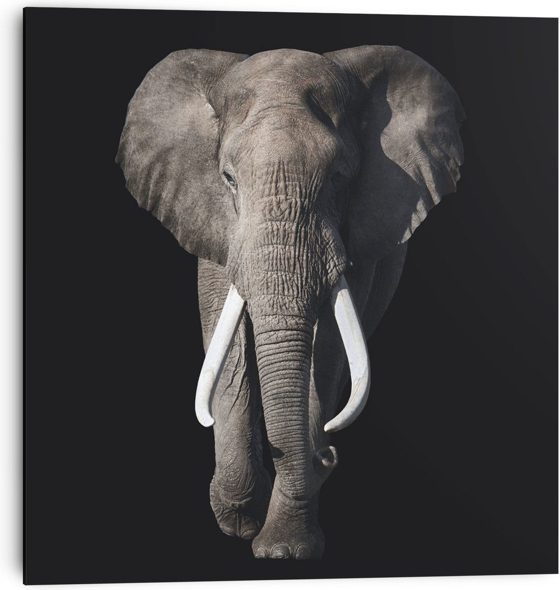 Poster wanddecoratie olifant op MDF, 30x30 cm, zwart-wit