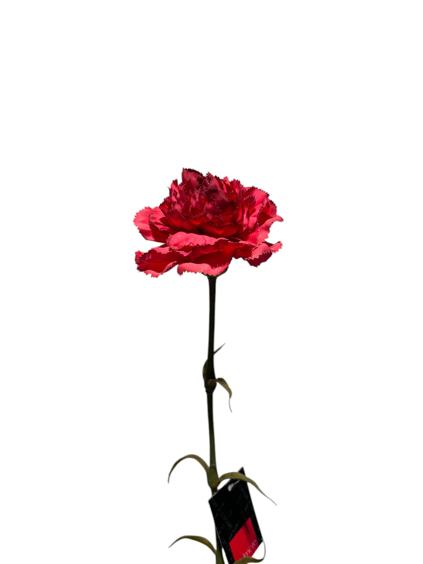Zijdenbloem anjer rood – Colmore kunstbloem 60 cm