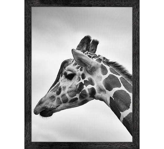 Giraffe Kop Poster met Lijst – Zwart-Wit (30×37,5 cm)