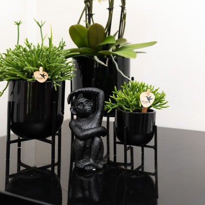Zwart zittend aap beeldje met arm omhoog – polystone decoratie