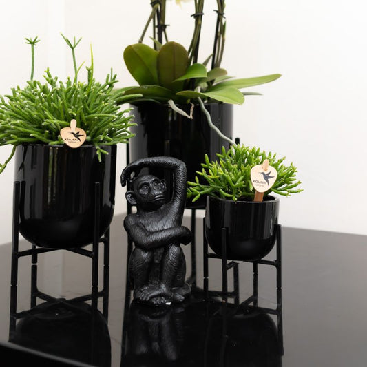 Zwart zittend aap beeldje met arm omhoog – polystone decoratie