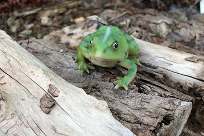 Lebensechte Froschstatue Grün – Für Drinnen &amp; Draußen