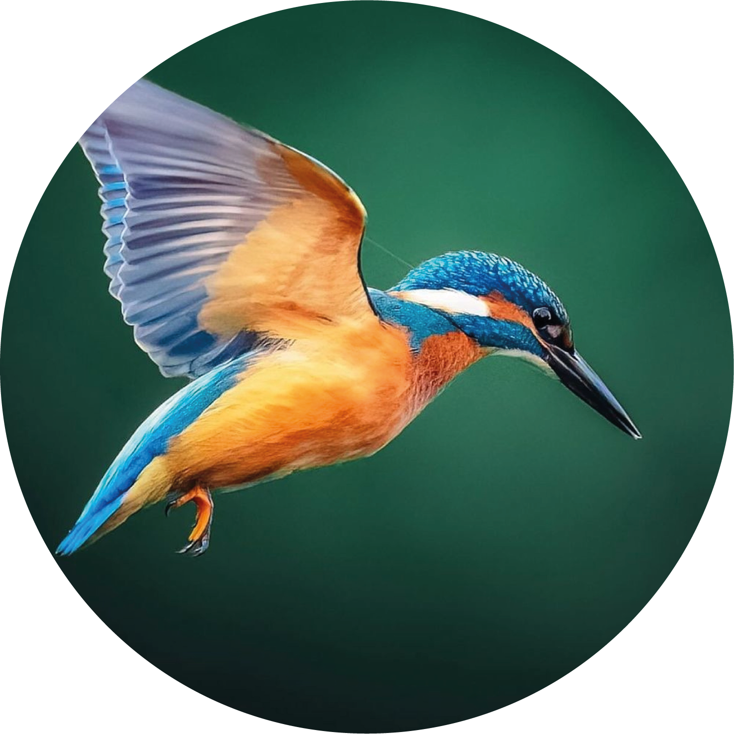 Ronde wandcirkel 25 cm met ijsvogel in vlucht – natuurdecoratie van Forex