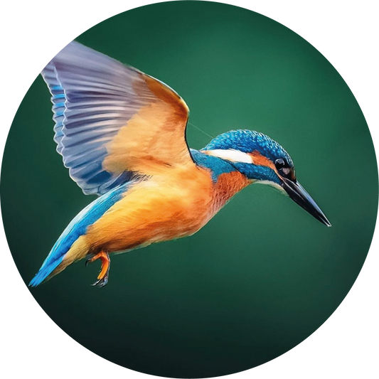 Ronde wandcirkel 25 cm met ijsvogel in vlucht – natuurdecoratie van Forex