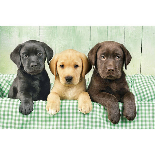 Labrador-Welpen-Puzzle – Clementoni 1000 Teile
