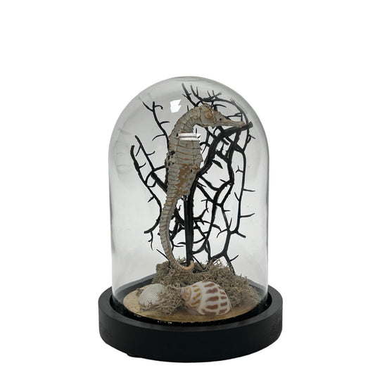 Decoratieve glazen stolp met zeepaard, schelpen en houten voet – van QMF