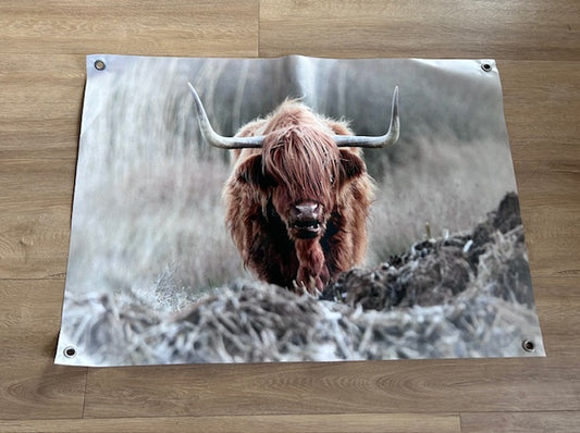 Tuinposter Schotse Hooglander – robuuste buitenposter van bisonyl