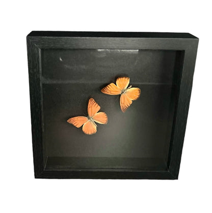 Montierter Appias Nero Schmetterling im schwarzen Rahmen – Exotic Naturalia