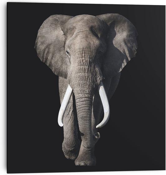 Poster wanddecoratie olifant op MDF, 30x30 cm, zwart-wit